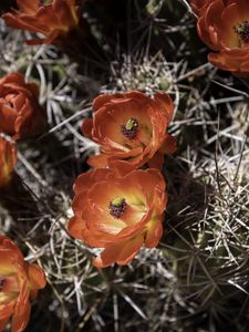 Preview wallpaper cactus, flowers, petals, needles, macro