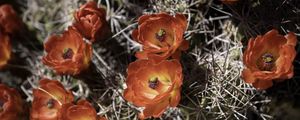 Preview wallpaper cactus, flowers, petals, needles, macro