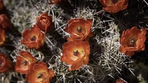 Preview wallpaper cactus, flowers, petals, needles, macro