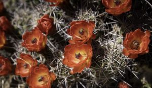 Preview wallpaper cactus, flowers, petals, needles, macro