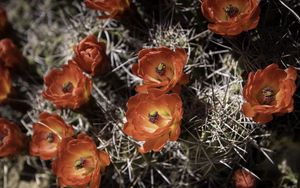 Preview wallpaper cactus, flowers, petals, needles, macro