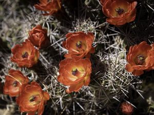 Preview wallpaper cactus, flowers, petals, needles, macro