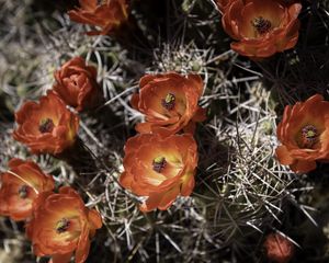 Preview wallpaper cactus, flowers, petals, needles, macro