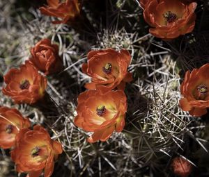 Preview wallpaper cactus, flowers, petals, needles, macro