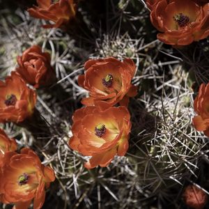 Preview wallpaper cactus, flowers, petals, needles, macro