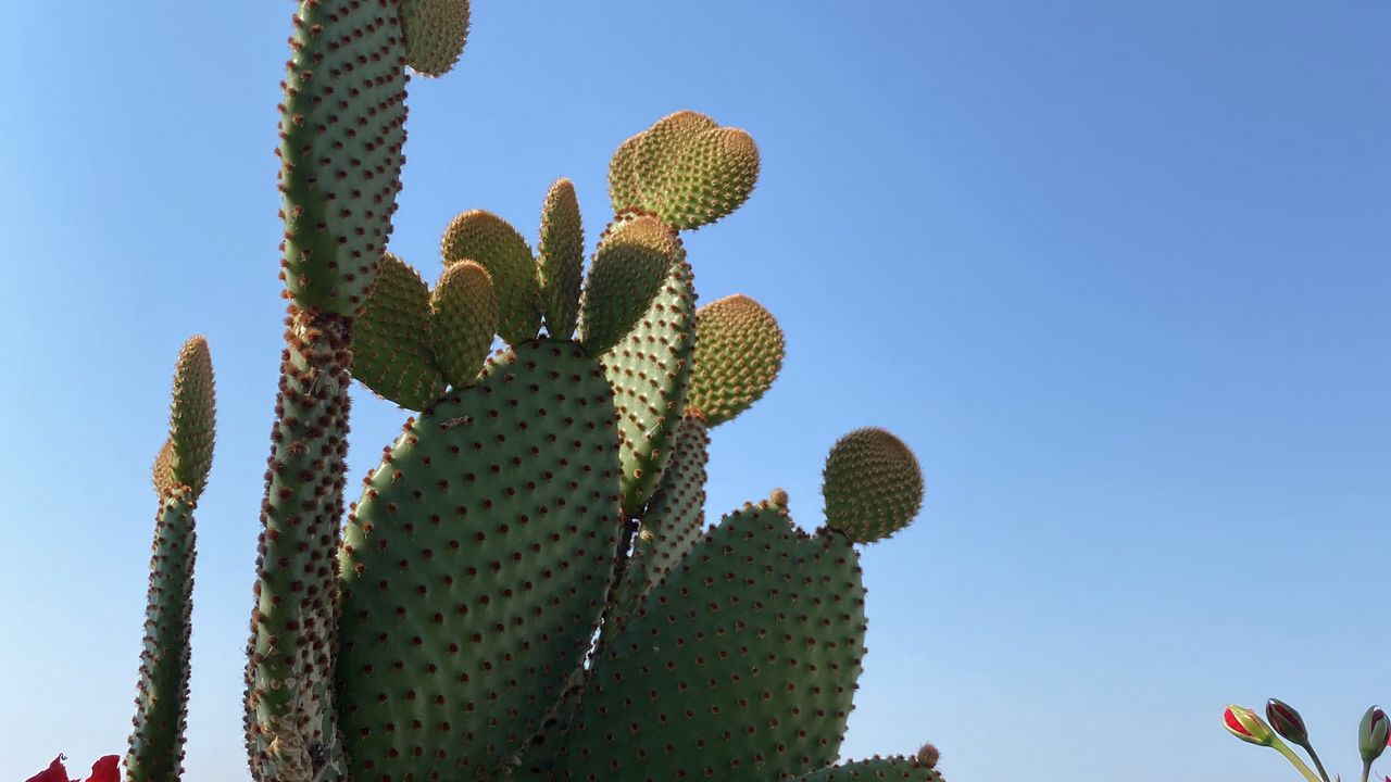 Wallpaper cactus, flowers, plant, thorns