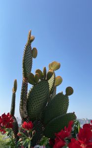 Preview wallpaper cactus, flowers, plant, thorns