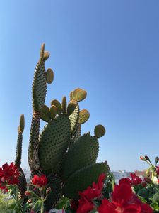 Preview wallpaper cactus, flowers, plant, thorns
