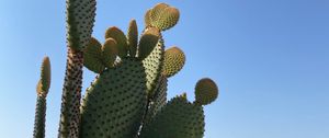 Preview wallpaper cactus, flowers, plant, thorns