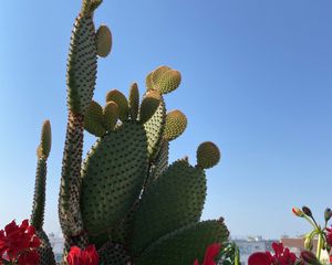 Preview wallpaper cactus, flowers, plant, thorns