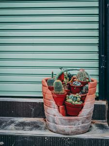 Preview wallpaper cactus, flowers, plants