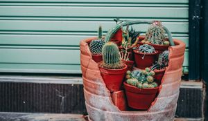 Preview wallpaper cactus, flowers, plants