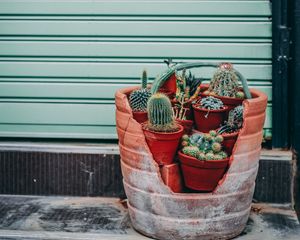 Preview wallpaper cactus, flowers, plants