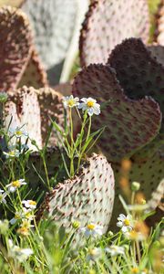 Preview wallpaper cactus, flowers, plants, macro