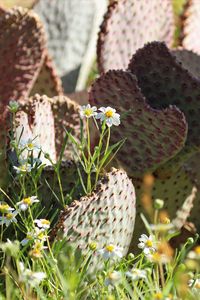 Preview wallpaper cactus, flowers, plants, macro