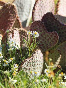 Preview wallpaper cactus, flowers, plants, macro