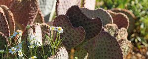 Preview wallpaper cactus, flowers, plants, macro