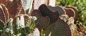 Preview wallpaper cactus, flowers, plants, macro