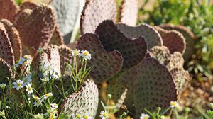 Preview wallpaper cactus, flowers, plants, macro