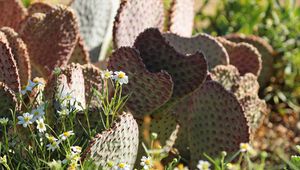 Preview wallpaper cactus, flowers, plants, macro