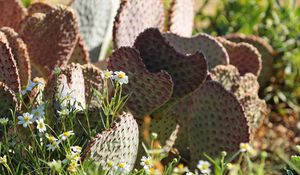 Preview wallpaper cactus, flowers, plants, macro