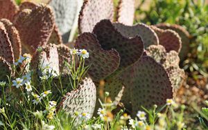 Preview wallpaper cactus, flowers, plants, macro