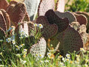 Preview wallpaper cactus, flowers, plants, macro