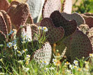 Preview wallpaper cactus, flowers, plants, macro