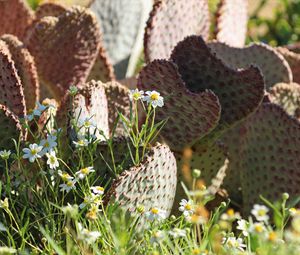 Preview wallpaper cactus, flowers, plants, macro