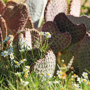 Preview wallpaper cactus, flowers, plants, macro