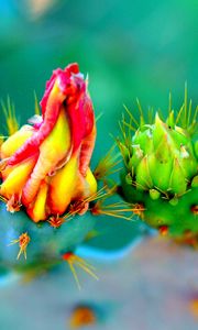Preview wallpaper cactus, flowers, thorns