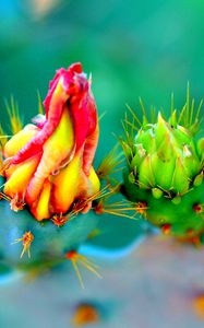 Preview wallpaper cactus, flowers, thorns