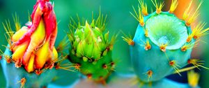 Preview wallpaper cactus, flowers, thorns