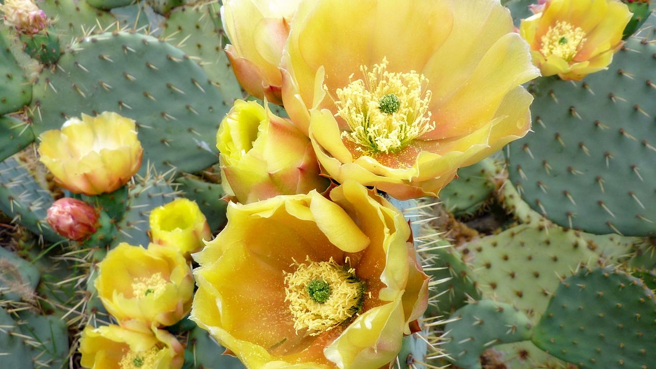 Wallpaper cactus, flowers, thorns