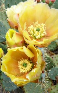 Preview wallpaper cactus, flowers, thorns