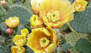 Preview wallpaper cactus, flowers, thorns