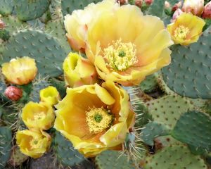 Preview wallpaper cactus, flowers, thorns