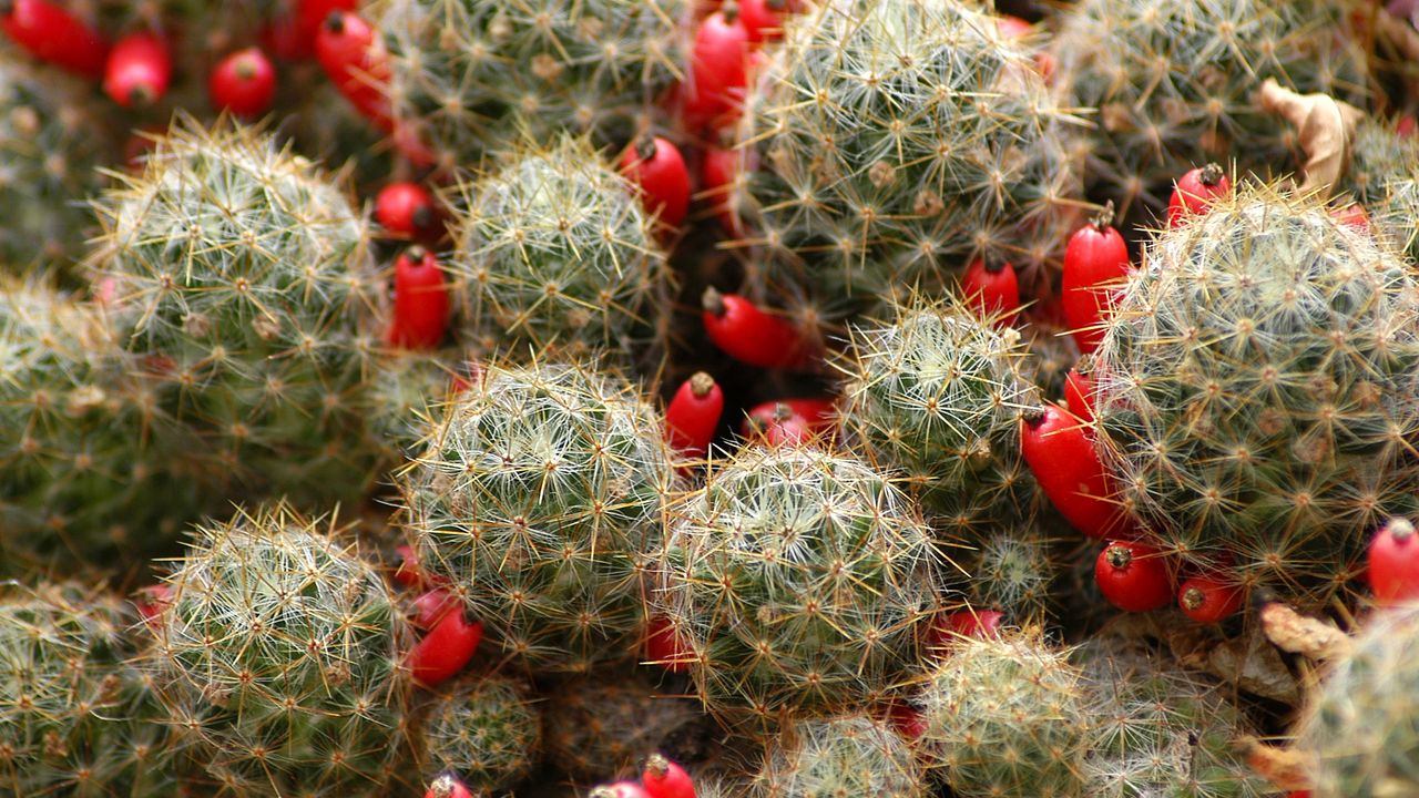 Wallpaper cactus, flowers, thorns, houseplant