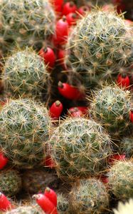 Preview wallpaper cactus, flowers, thorns, houseplant