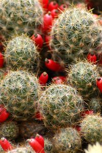 Preview wallpaper cactus, flowers, thorns, houseplant