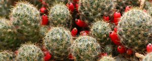 Preview wallpaper cactus, flowers, thorns, houseplant