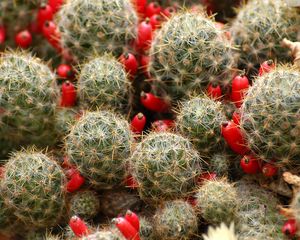 Preview wallpaper cactus, flowers, thorns, houseplant