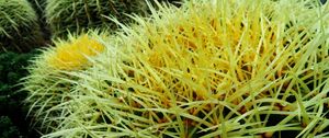 Preview wallpaper cactus, flowers, thorns, plant