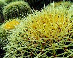 Preview wallpaper cactus, flowers, thorns, plant