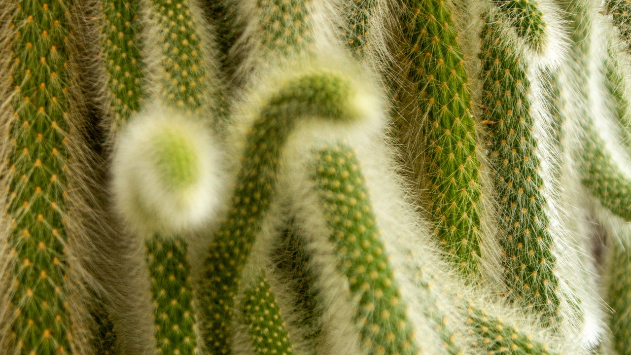 Wallpaper cactus, fluffy, plant, needles, macro