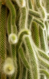 Preview wallpaper cactus, fluffy, plant, needles, macro