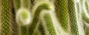 Preview wallpaper cactus, fluffy, plant, needles, macro