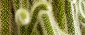 Preview wallpaper cactus, fluffy, plant, needles, macro