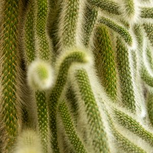 Preview wallpaper cactus, fluffy, plant, needles, macro