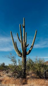 Preview wallpaper cactus, grass, branches, dry, nature